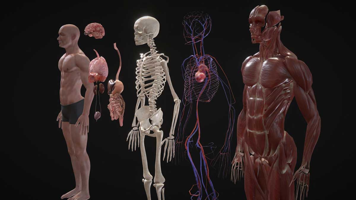 人体结构模型人体器官解剖3D模型(C4D,Blender,FBX)_源酷素材网
