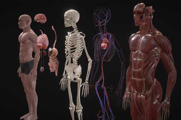 人体结构模型人体器官解剖3D模型(C4D,Blender,FBX)