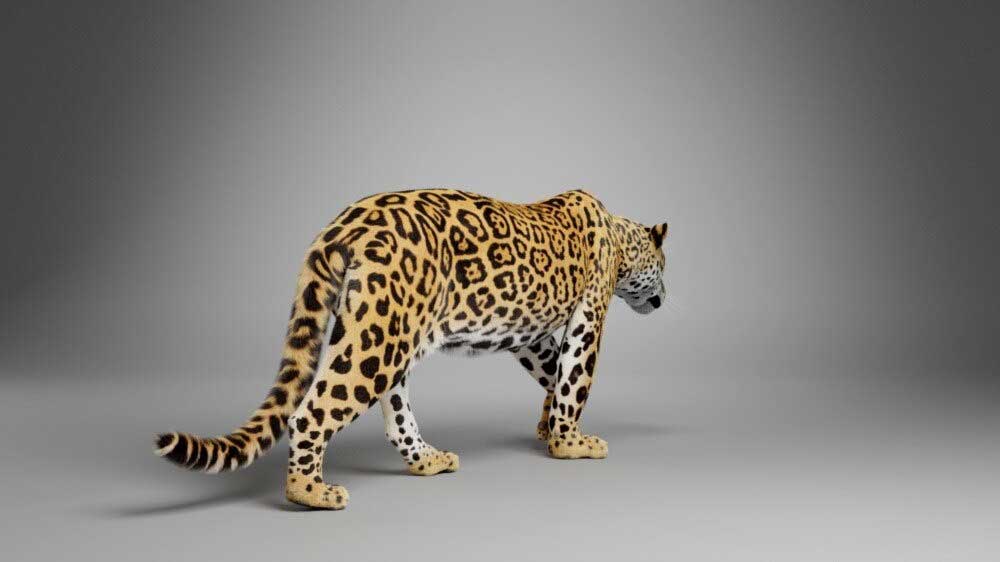 Blender美洲豹模型动物3D模型下载