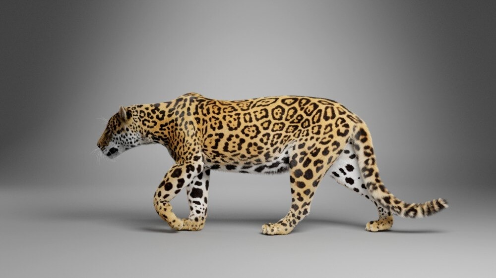 Blender美洲豹模型动物3D模型下载