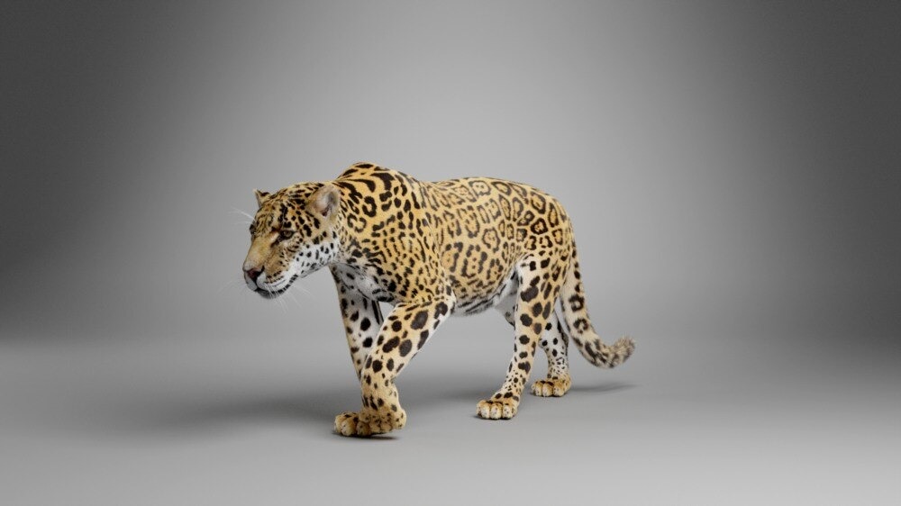 Blender美洲豹模型动物3D模型下载