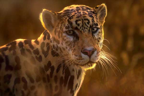 Blender美洲豹模型动物3D模型下载