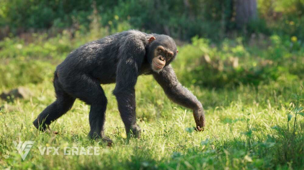 Blender黑猩猩模型动物3D模型 VFX Grace – Chimpanzee Animated