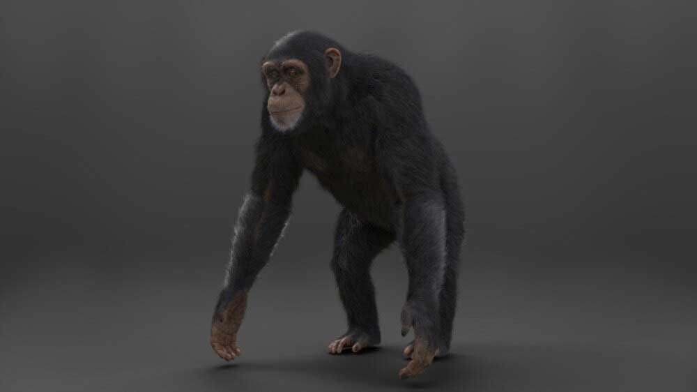 Blender黑猩猩模型动物3D模型 VFX Grace – Chimpanzee Animated