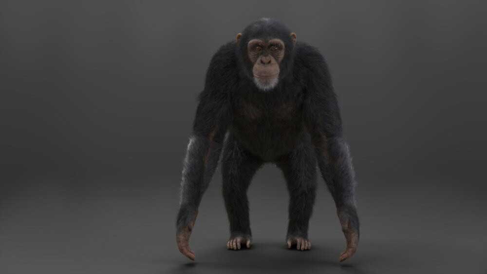 Blender黑猩猩模型动物3D模型 VFX Grace – Chimpanzee Animated