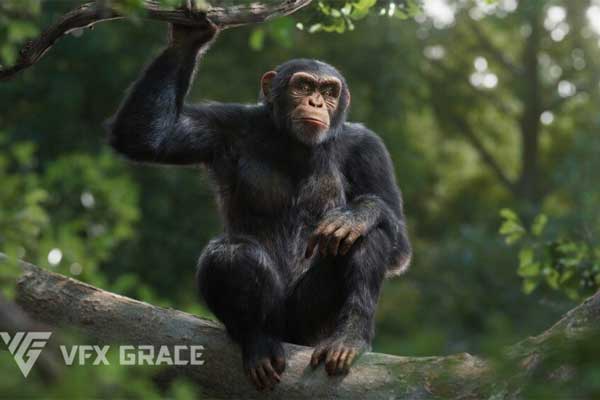 Blender黑猩猩模型动物3D模型 VFX Grace – Chimpanzee Animated