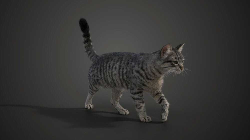 Blender高精度灰色虎斑猫动画绑定模型动物3D模型 Grey Tabby Cat Blender 3D Model