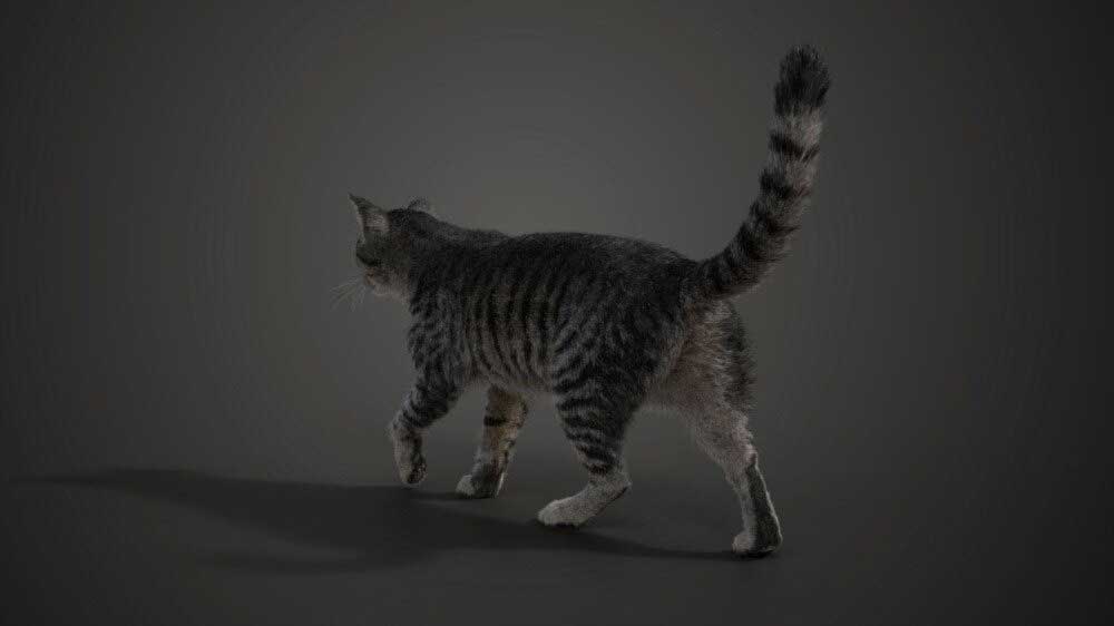 Blender高精度灰色虎斑猫动画绑定模型动物3D模型 Grey Tabby Cat Blender 3D Model