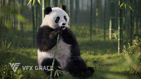 Blender写实大熊猫动画绑定3D模型 Panda Animation Vfx Grace