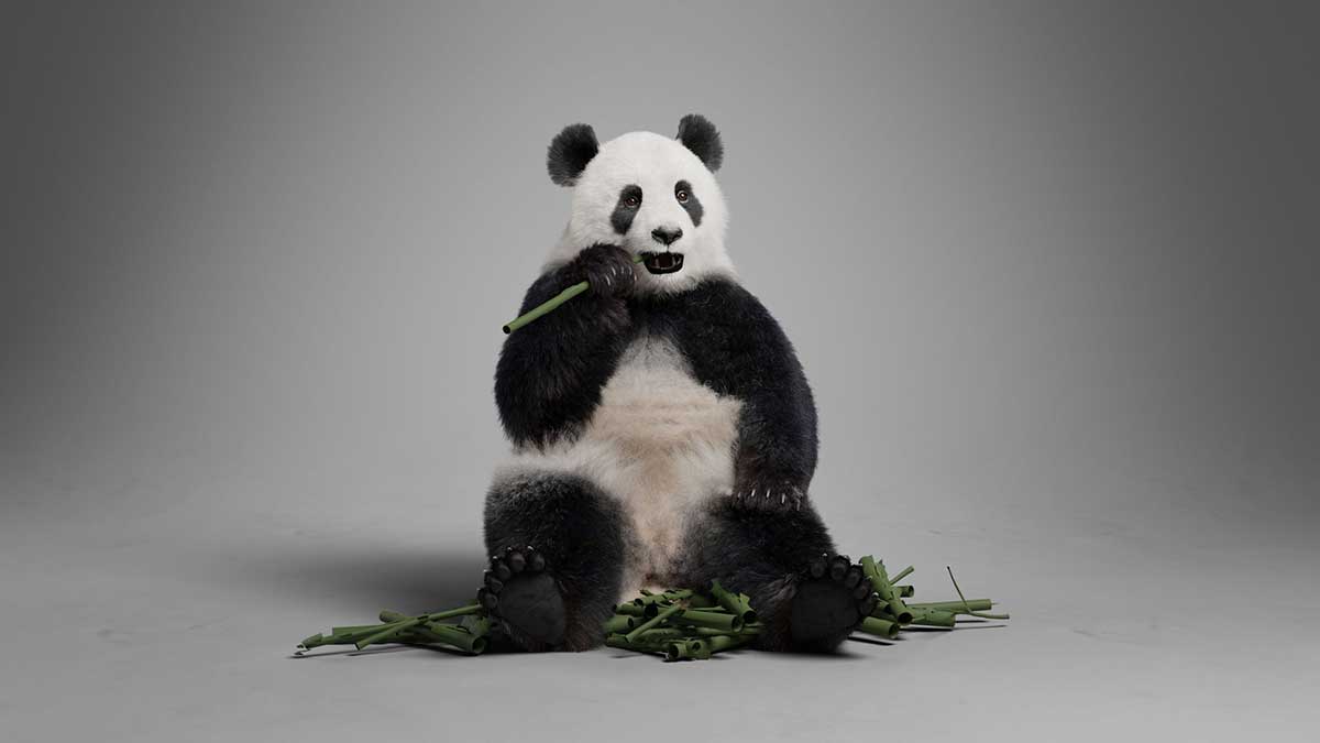 Blender写实大熊猫动画绑定3D模型 Panda Animation Vfx Grace