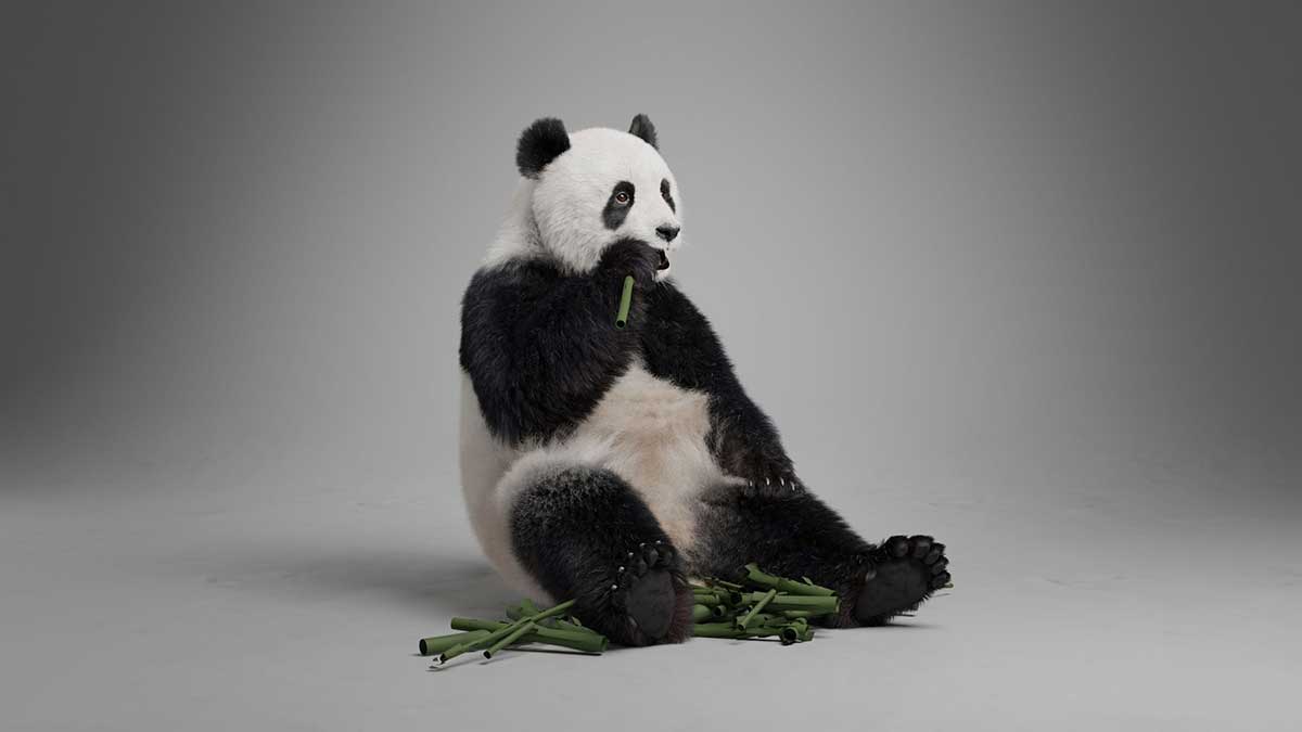 Blender写实大熊猫动画绑定3D模型 Panda Animation Vfx Grace