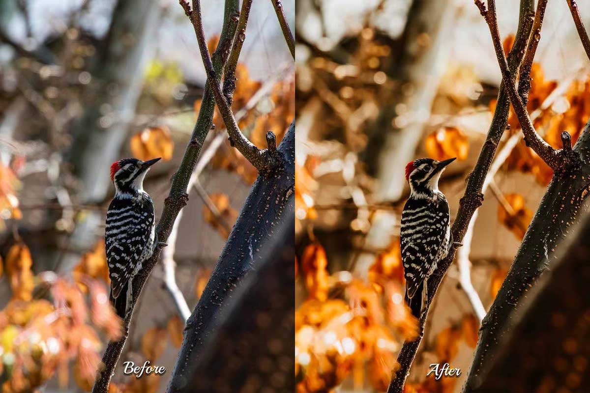 30个秋季视频电影生活方式和家庭视频的暖秋色彩分级季节性调色LUTS预设包
