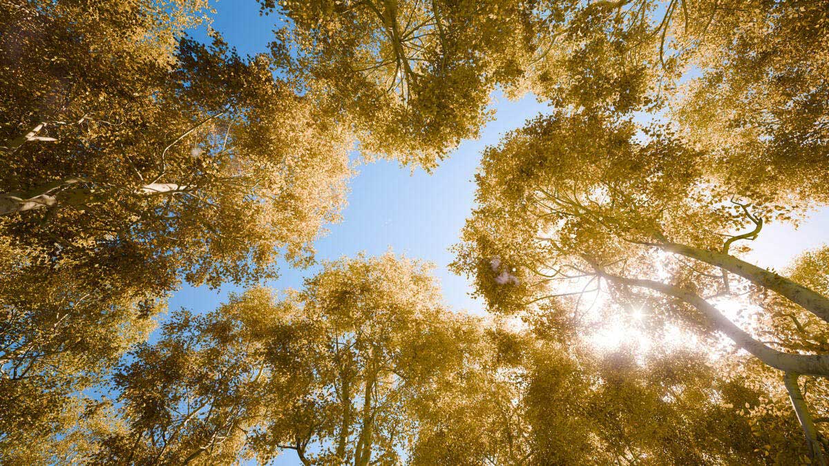 程序化树木生成Blender插件 Trees by Wolf V1.1