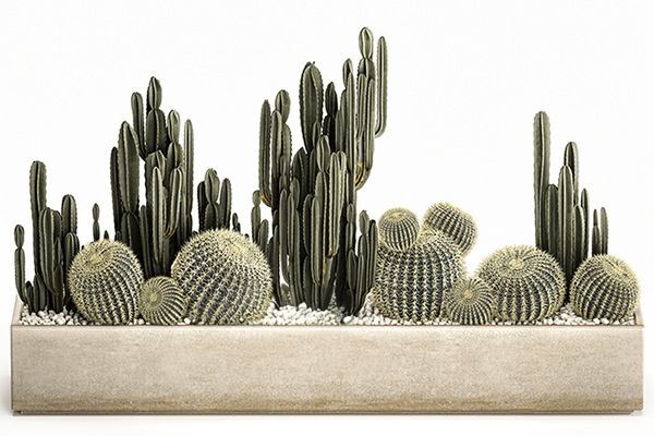 仙人掌仙人球模型绿植3D模型下载(C4D,Blender,FBX)