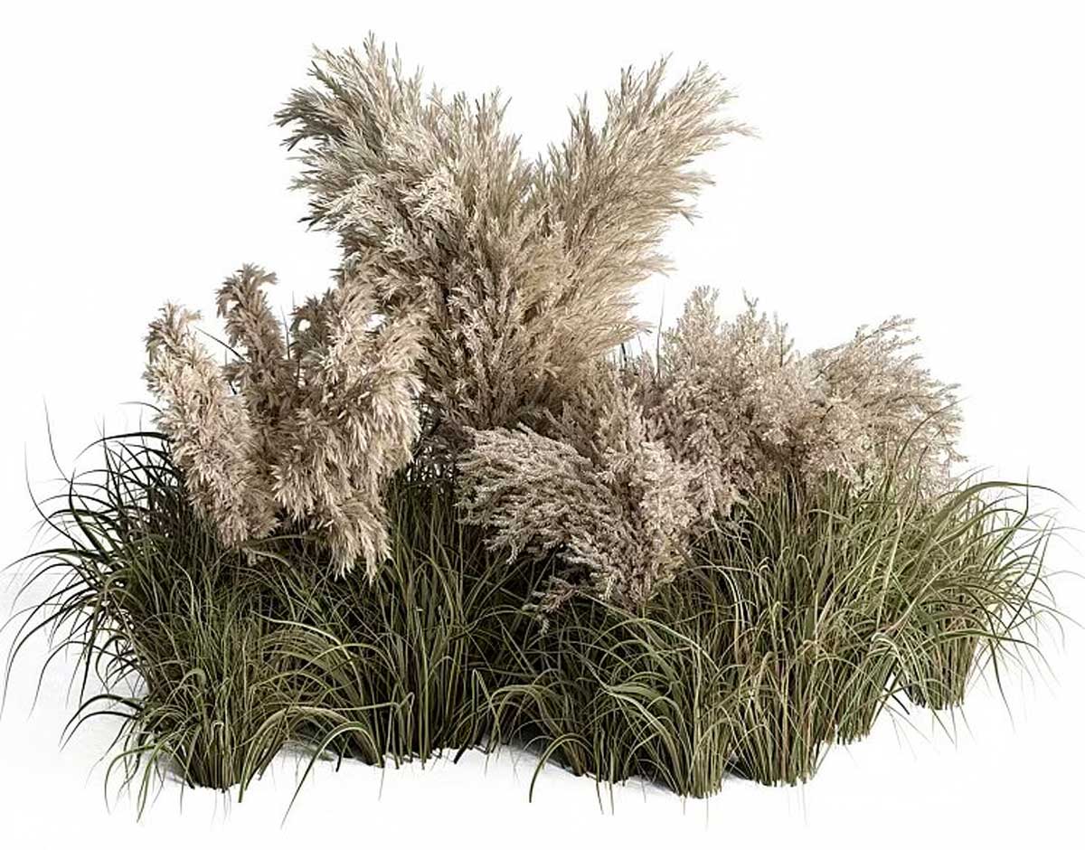 芦苇干花模型蒲苇模型植物3D模型下载(C4D,Blender,FBX)