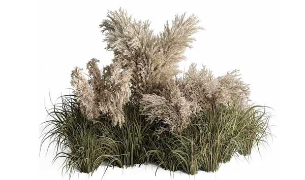 芦苇干花模型蒲苇模型植物3D模型下载(C4D,Blender,FBX)