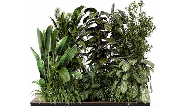 散尾葵橡皮树模型热带植物3D模型下载(C4D,Blender,FBX)