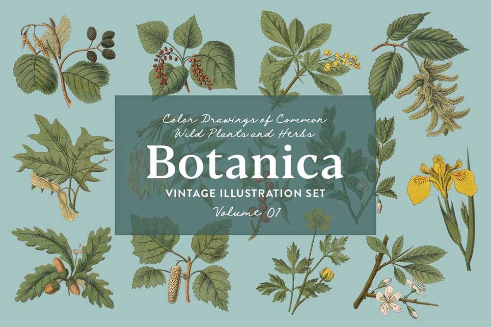 13款树叶花卉果实草药手绘插画PNG免扣设计素材 Botanica Vol. 1 – Vintage Plants Illustrations