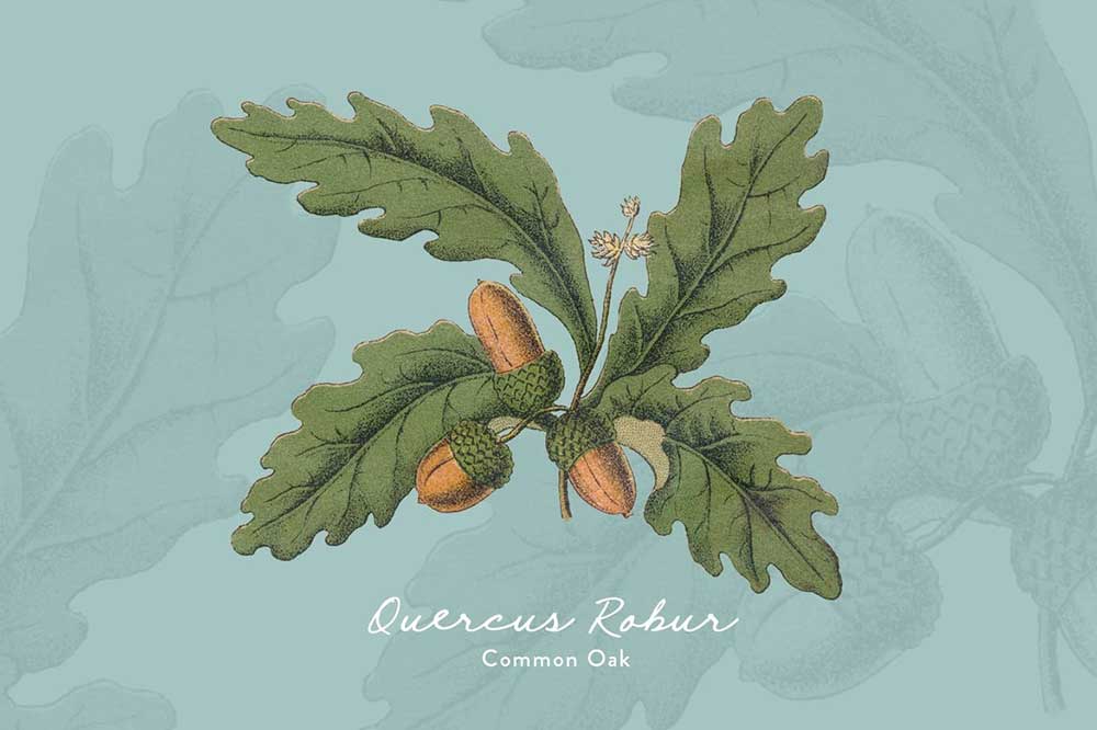 13款树叶花卉果实草药手绘插画PNG免扣设计素材 Botanica Vol. 1 – Vintage Plants Illustrations