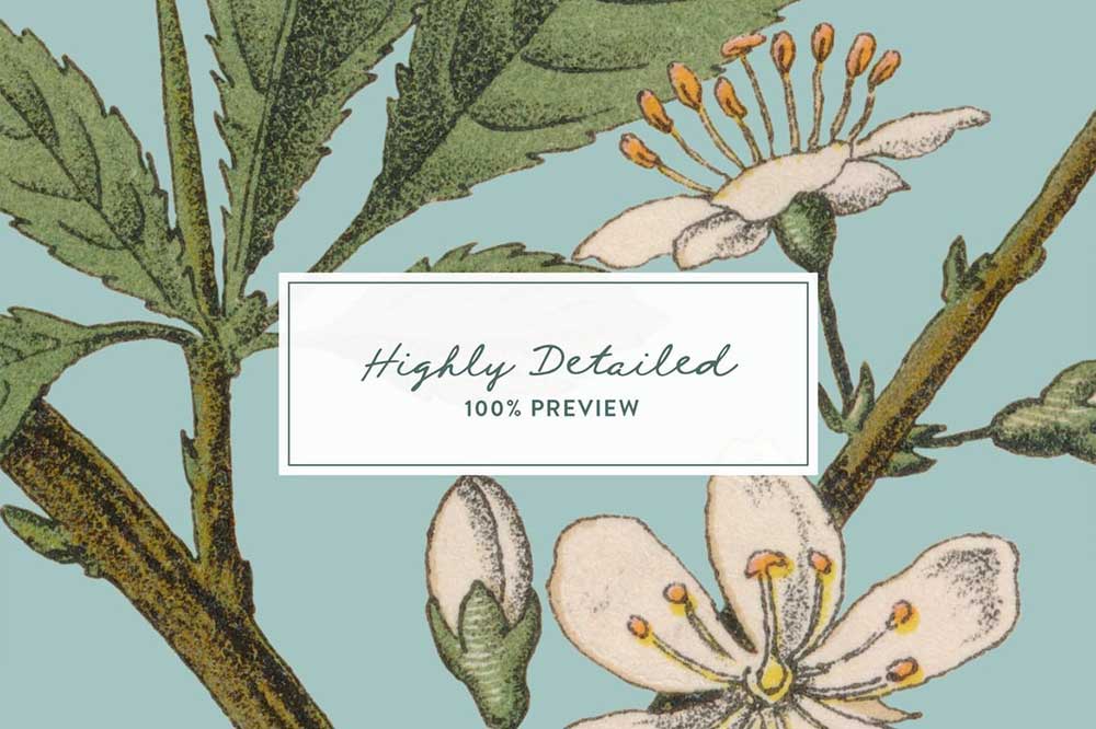 13款树叶花卉果实草药手绘插画PNG免扣设计素材 Botanica Vol. 1 – Vintage Plants Illustrations
