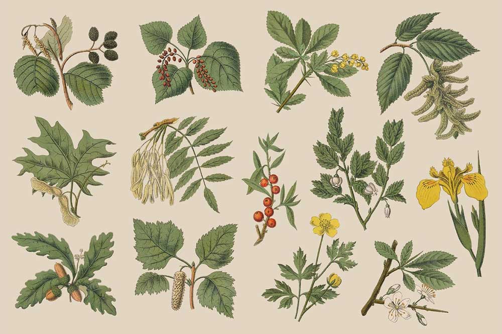13款树叶花卉果实草药手绘插画PNG免扣设计素材 Botanica Vol. 1 – Vintage Plants Illustrations