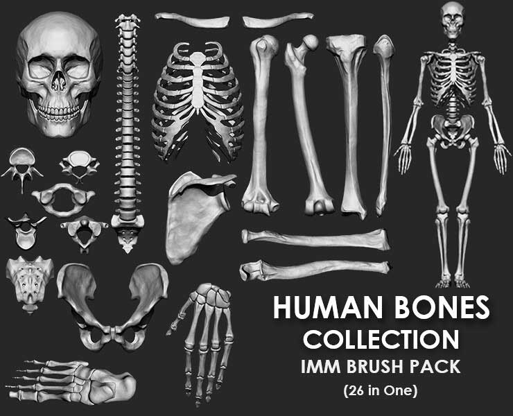 26款人体骨头骷髅结构3D模型素材合集(OBJ,STL.ZBP) Artstation – Human Bones Collection