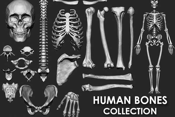 26款人体骨头骷髅结构3D模型素材合集(OBJ,STL.ZBP) Artstation – Human Bones Collection