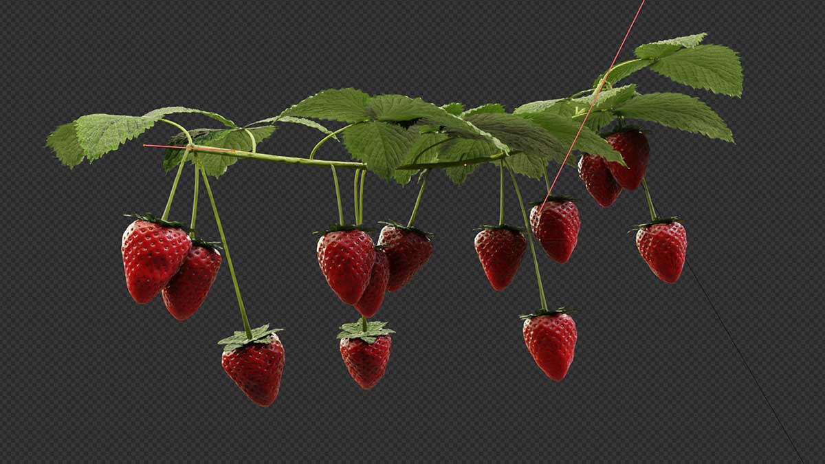 Blender高质量葡萄草莓樱桃蓝莓水果生长动画资产预设 Growing Fruits – Geo Nodes Curve Asset Pack