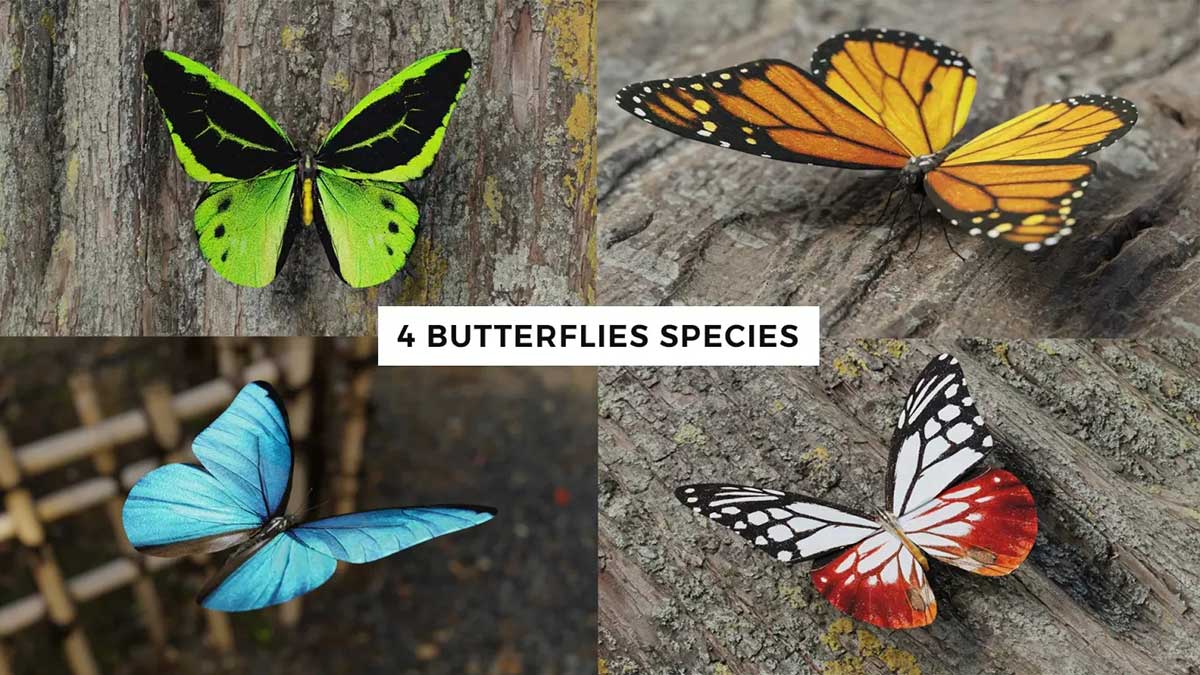 Blender高精度写实蝴蝶昆虫3D模型素材合集 Butterfly Realistic 3D Model Pack