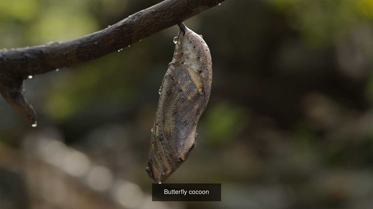 Blender高精度写实蝴蝶昆虫3D模型素材合集 Butterfly Realistic 3D Model Pack