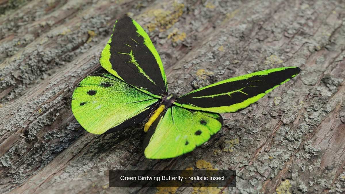 Blender高精度写实蝴蝶昆虫3D模型素材合集 Butterfly Realistic 3D Model Pack