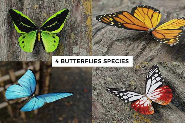 Blender高精度写实蝴蝶昆虫3D模型素材合集 Butterfly Realistic 3D Model Pack