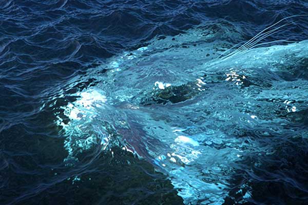 C4D HOT4D海洋波浪模拟插件 支持2025/2026